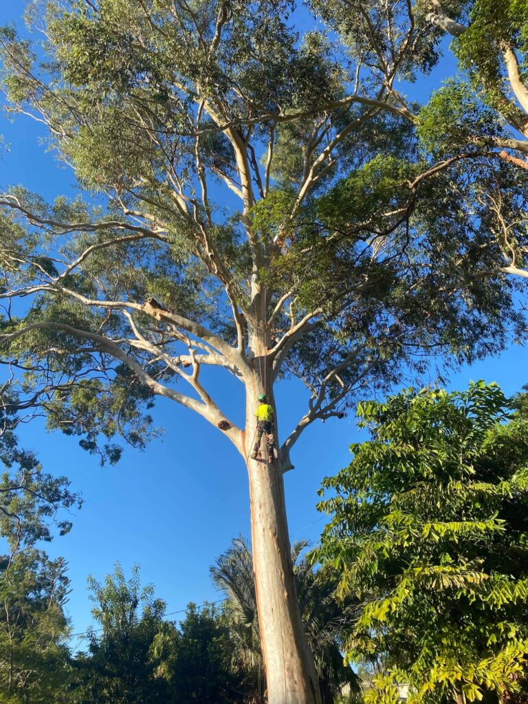 tree trimming sunshine coast